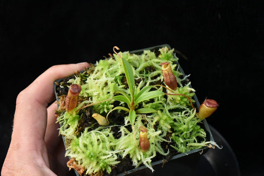 Nepenthes jamban (Seed Grown Species)