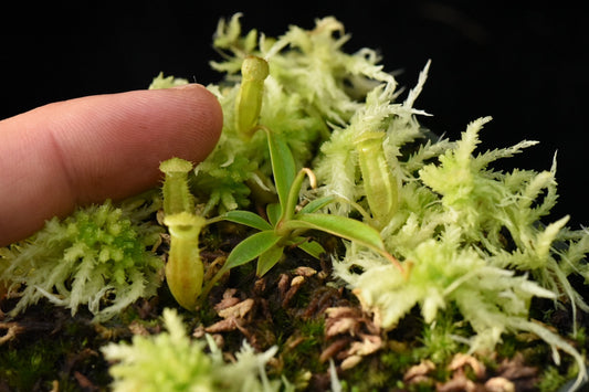 Nepenthes dubia (Seed Grown Species)