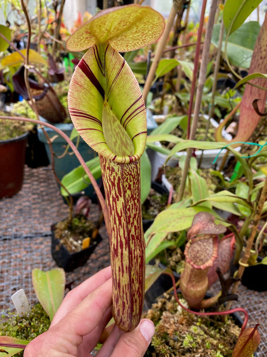 Nepenthes truncata x spectabilis male Rooted Cutting