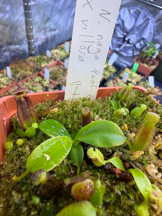 Nepenthes naga Paul B x villosa
