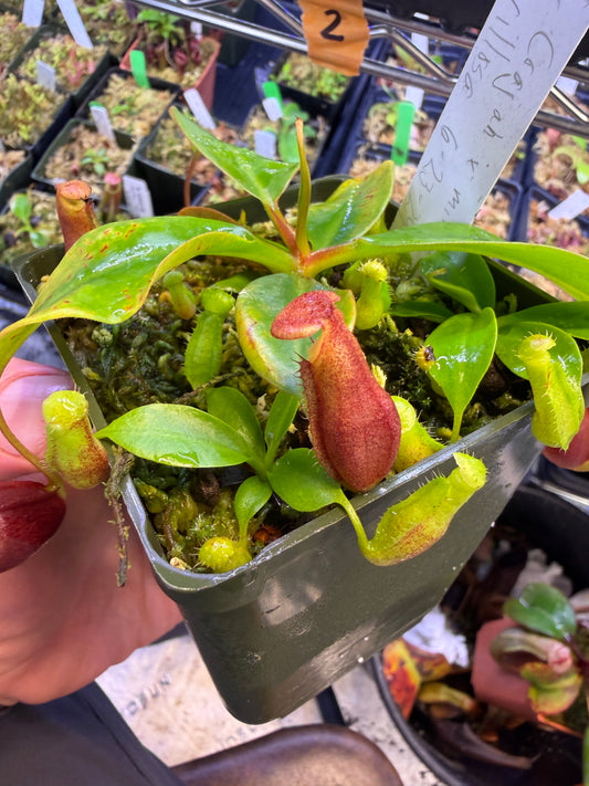 Nepenthes (rajah x mira JH) x villosa