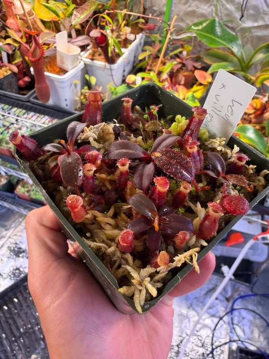 Nepenthes “Villosaraptor” N. Levitation x villosa