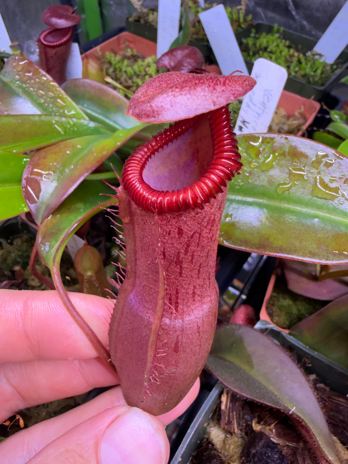 Nepenthes ventricosa x edwardsiana