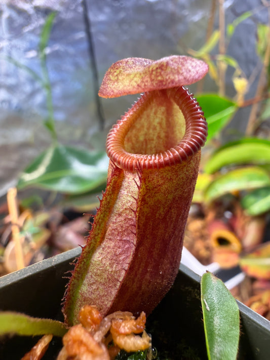Nepenthes mira x villosa