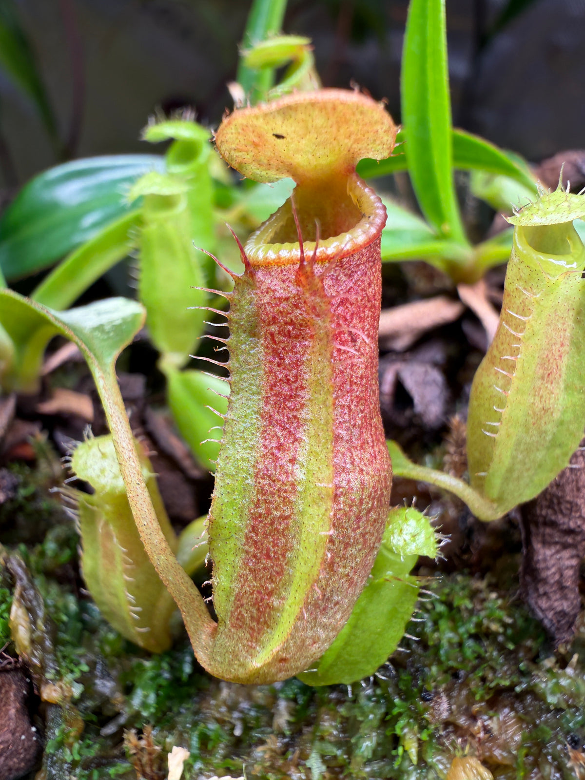 Nepenthes edwardsiana x dubia