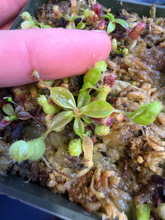 Nepenthes (peltata x villosa Yamada) x (rajah x edwardsiana #1)