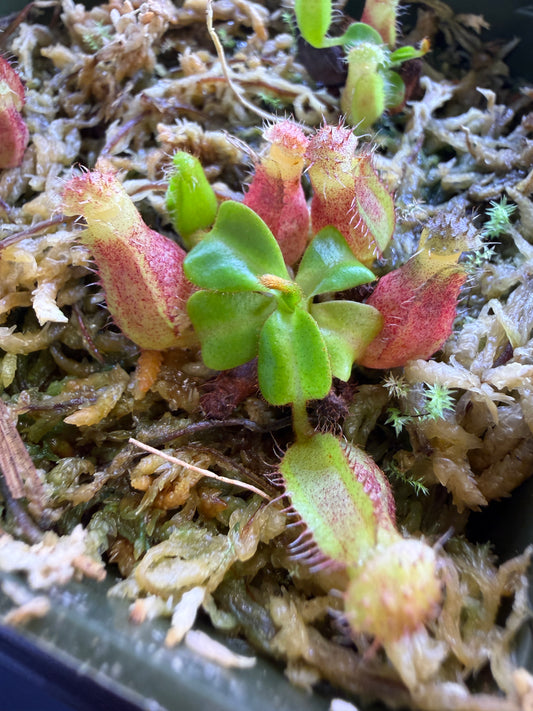 Nepenthes truncata x (edwardsiana x macrophylla Yellow)