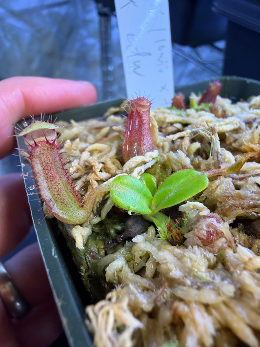 Nepenthes (lowii x truncata WP) x edwardsiana