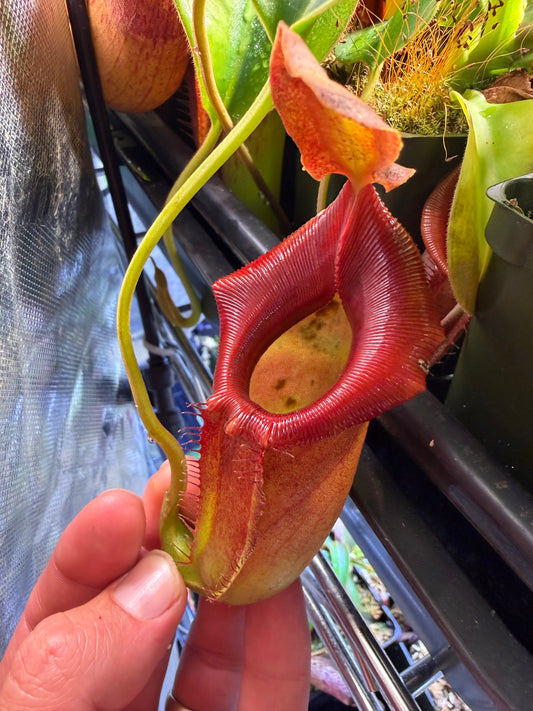 Nepenthes jacquelineae x truncata