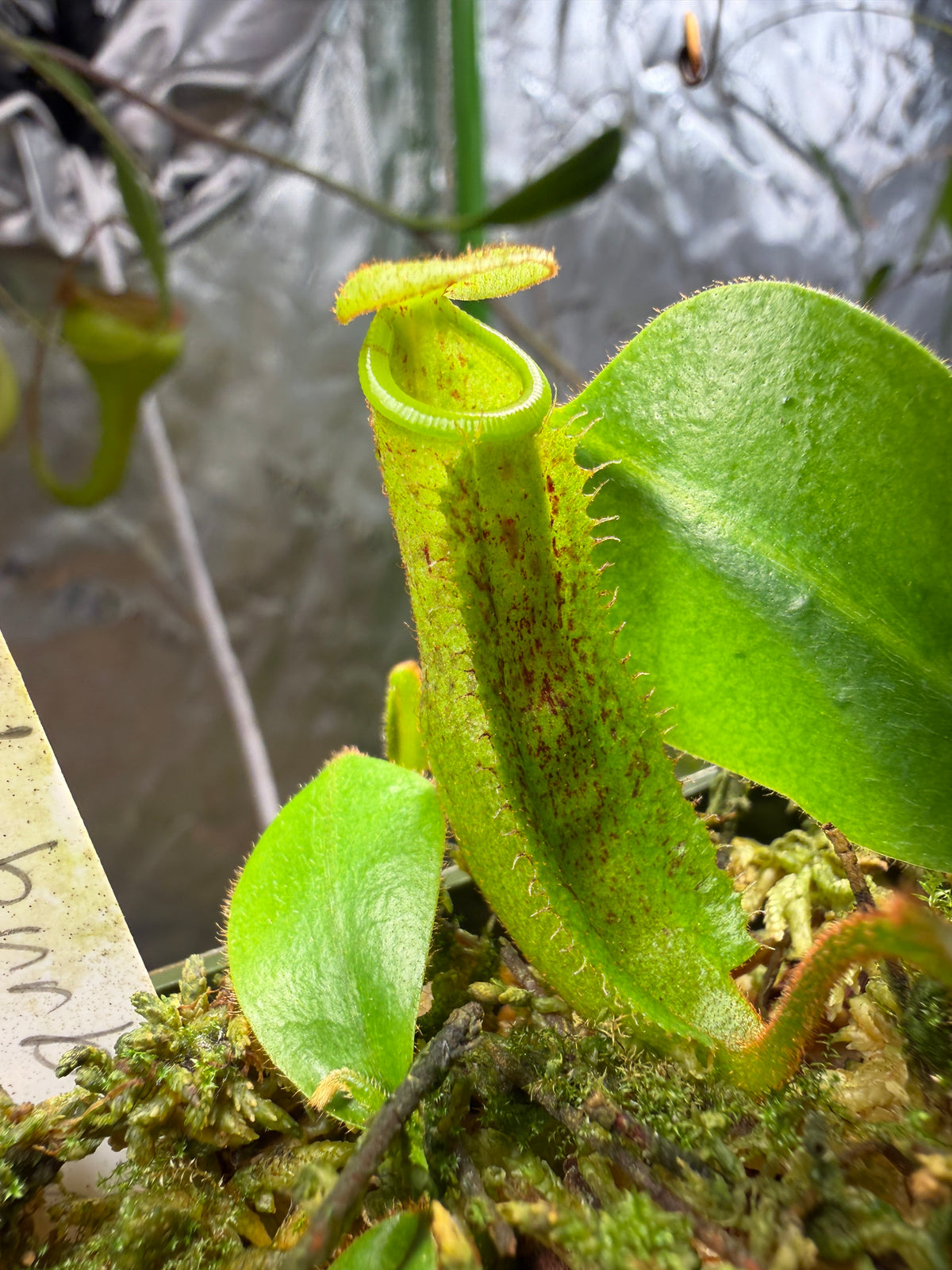 Nepenthes burbidgeae x platychila