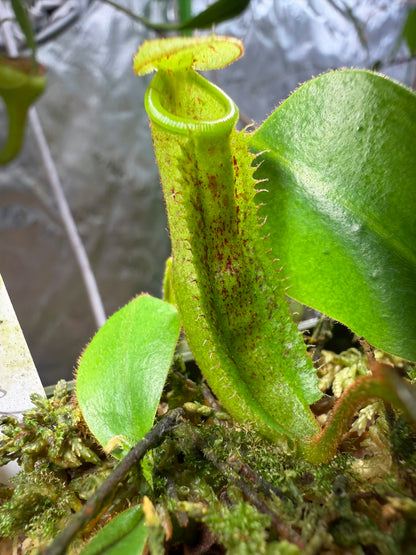 Nepenthes burbidgeae x platychila