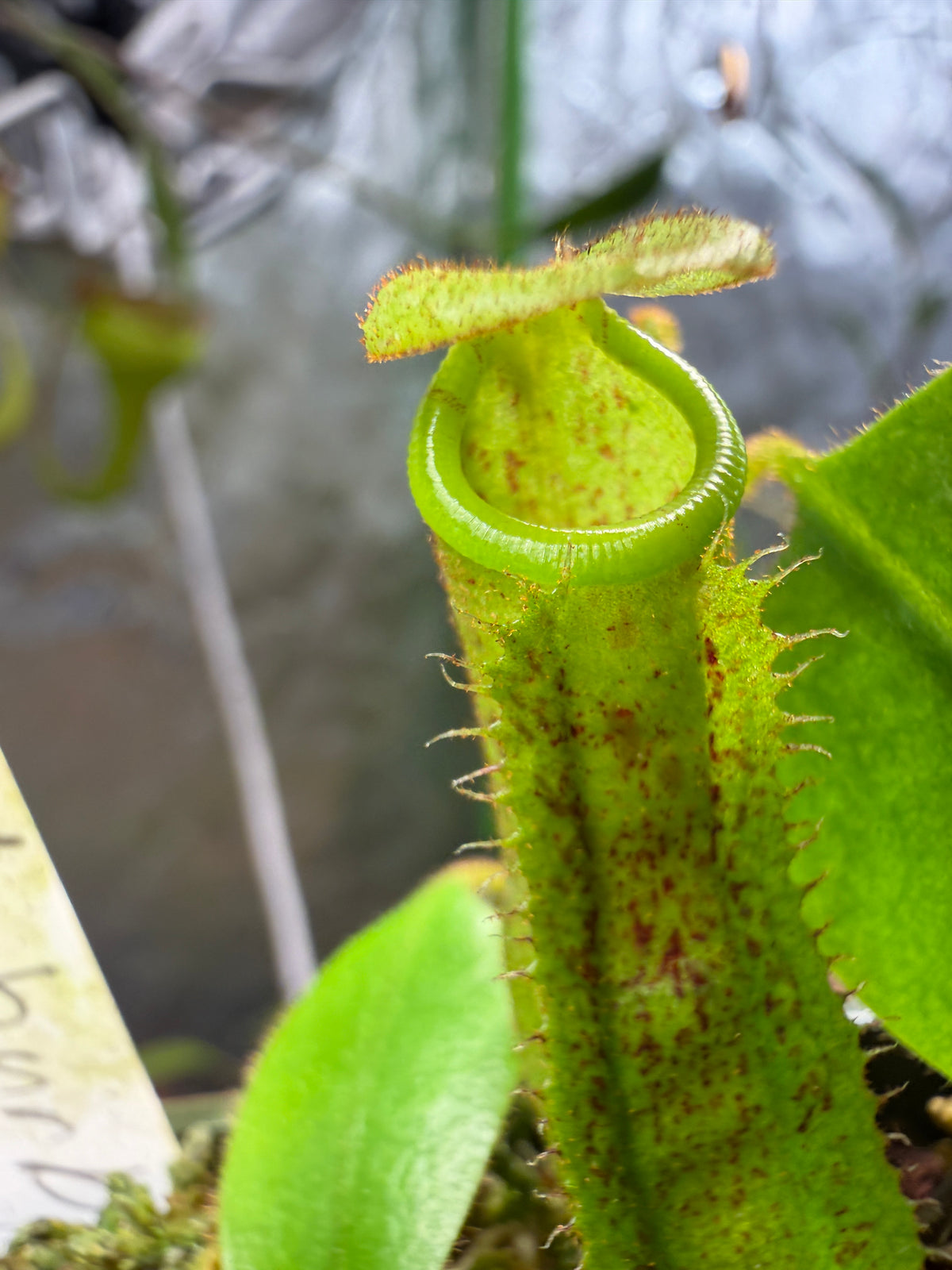 Nepenthes burbidgeae x platychila