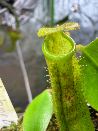 Nepenthes burbidgeae x platychila