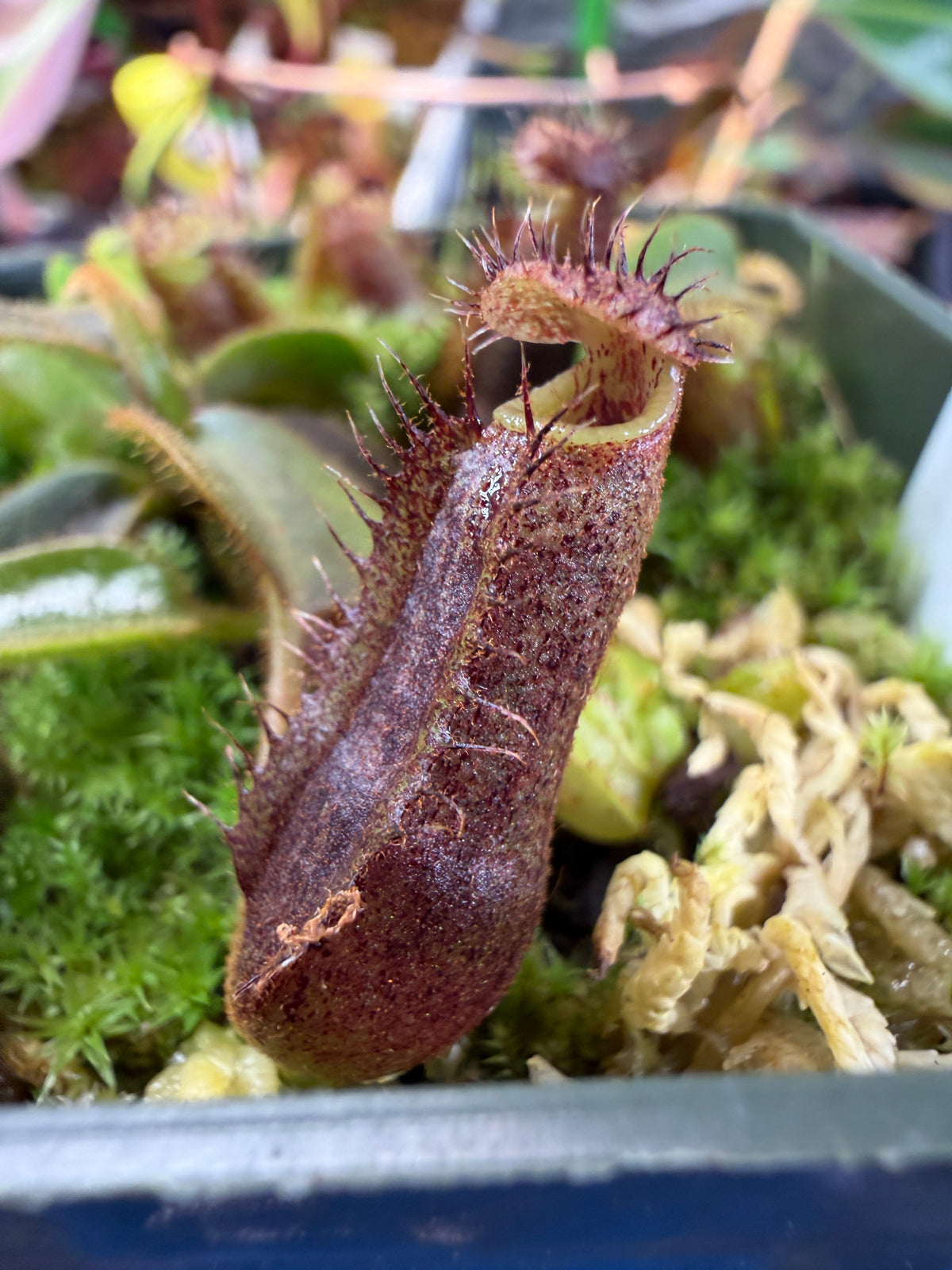 Nepenthes (lowii x truncata) x mollis