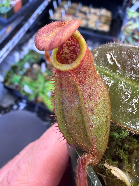 Nepenthes Leviathan x peltata