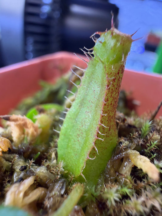 Nepenthes (spathulata x edwardsiana) x mollis