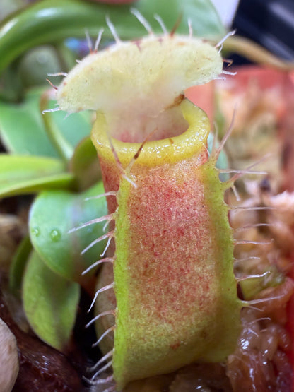 Nepenthes (truncata x ventricosa) x barcelonae