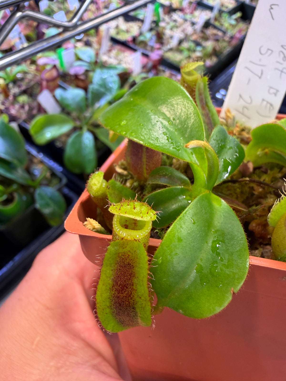 Nepenthes (maxima x veitchii BE) x edwardsiana