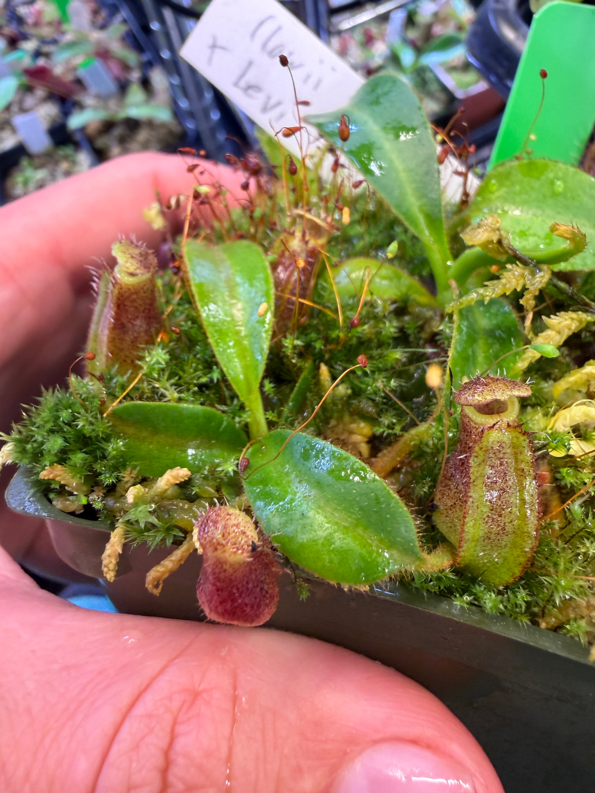 Nepenthes (lowii x tiveyi) x Leviathan