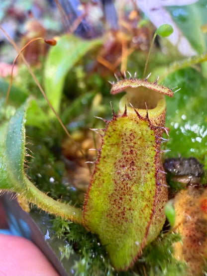 Nepenthes (lowii x tiveyi) x Leviathan