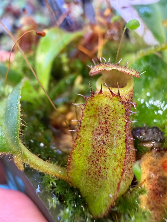 Nepenthes (lowii x tiveyi) x Leviathan