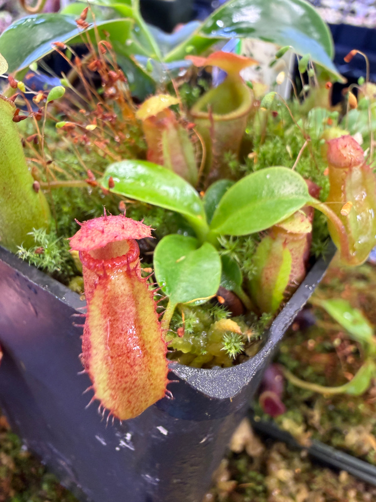 Nepenthes villosa x (ventricosa x edwardsiana)