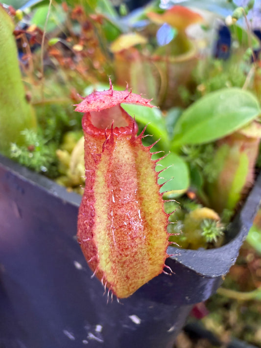 Nepenthes villosa x (ventricosa x edwardsiana)