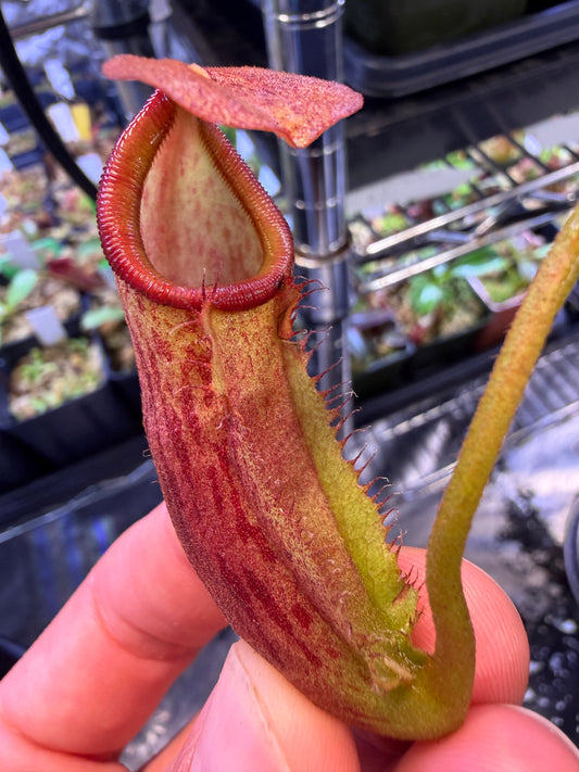 Nepenthes (truncata x ephippiata biggest) x mira