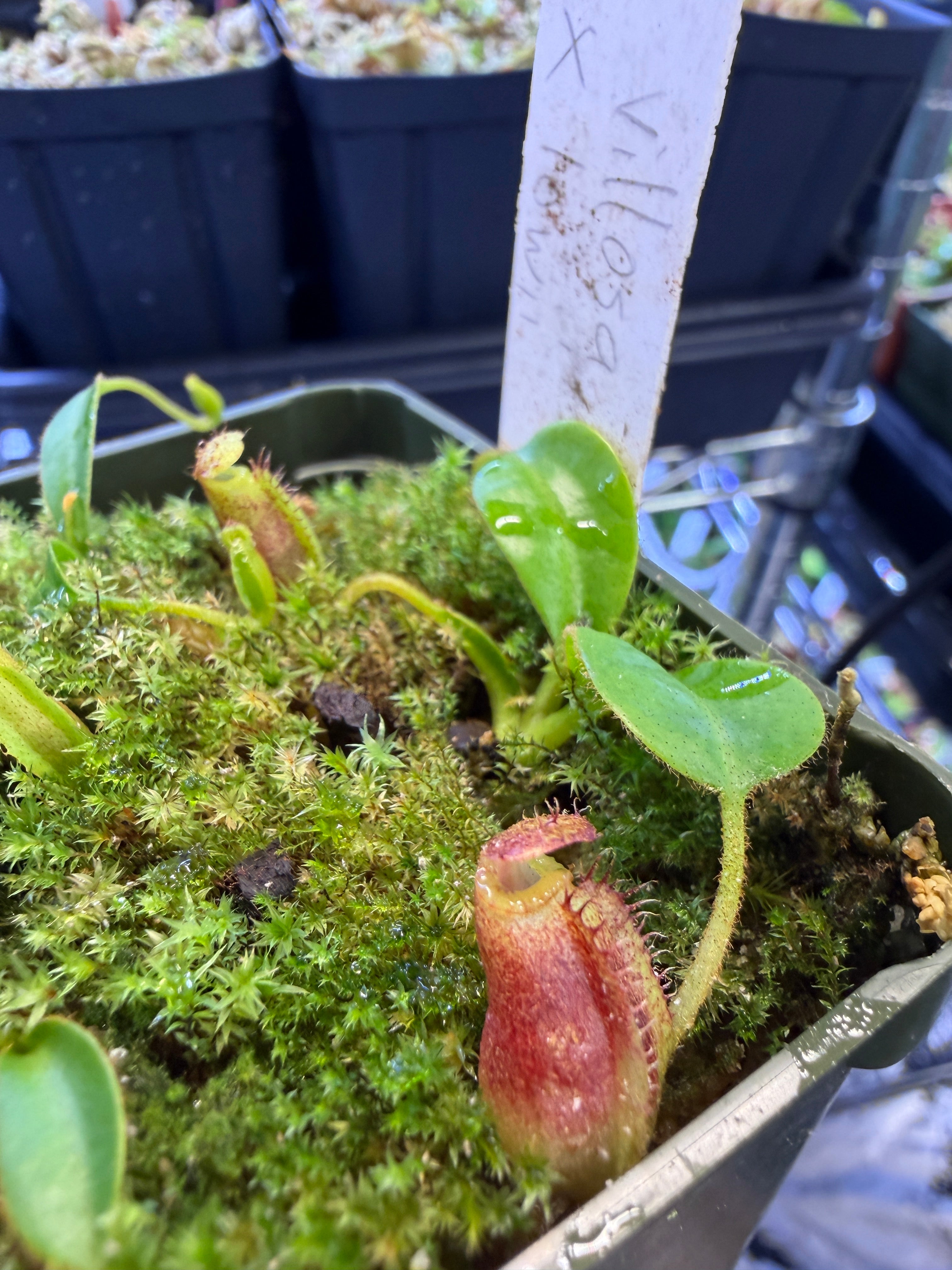 N. villosa x lowii | Jeremiah's Plants