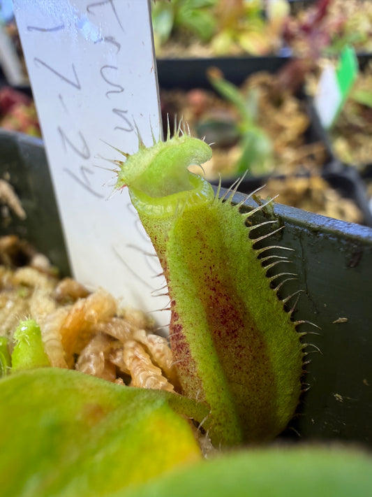 Nepenthes (lowii x truncata Wide Peristome) x Leviathan