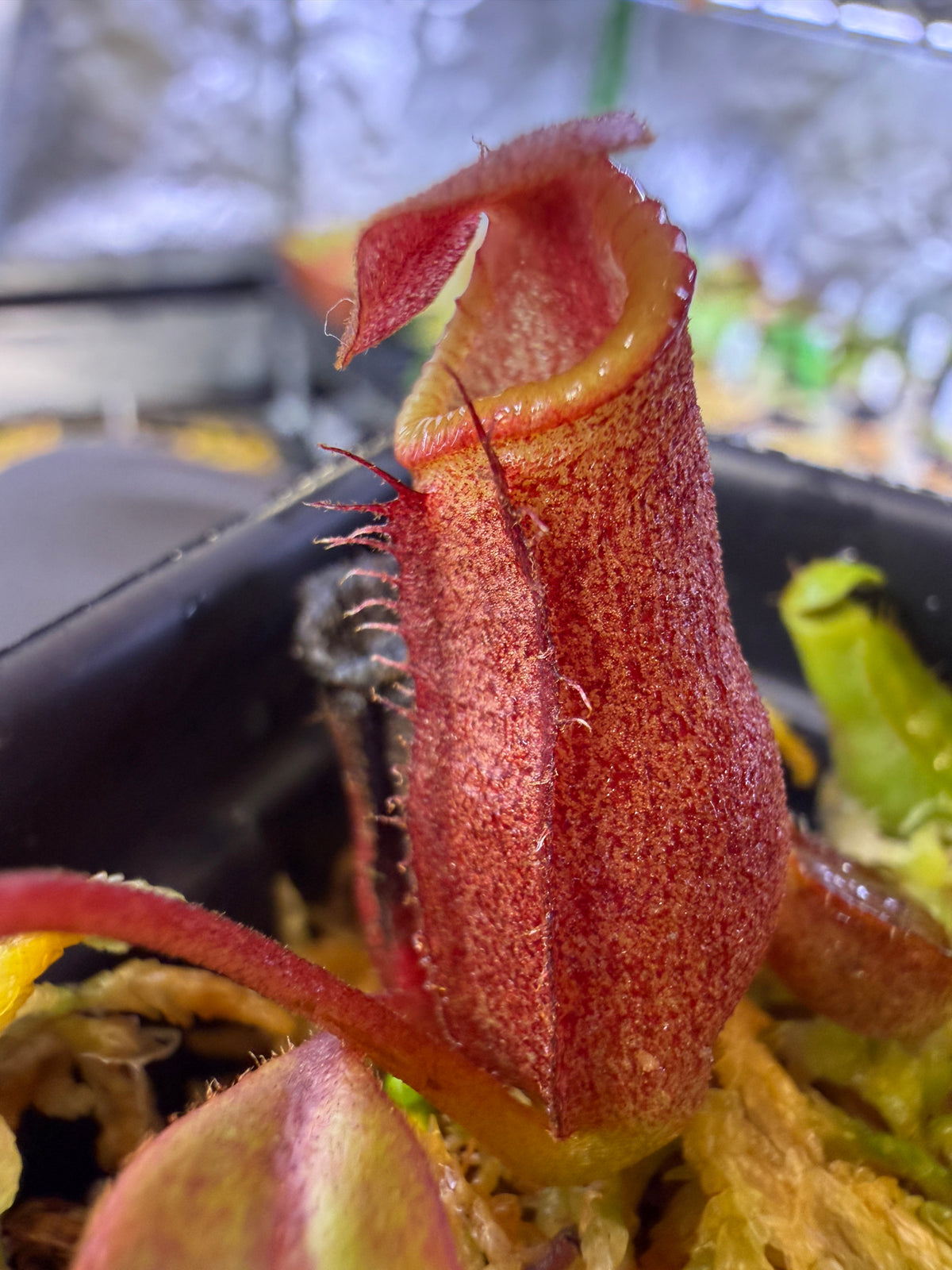 Nepenthes (rajah x mira JH) x Leviathan