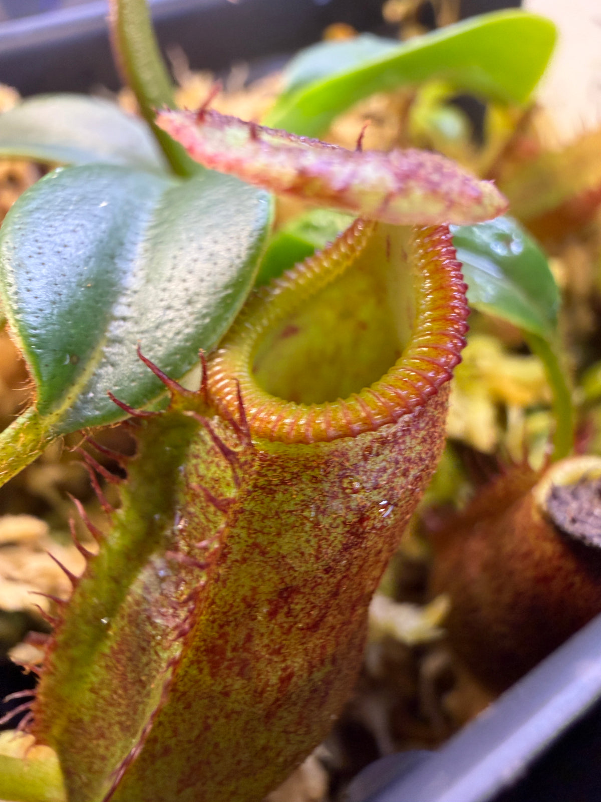 Nepenthes [eymae x (jacquelineae x izumiae)] x villosa #2