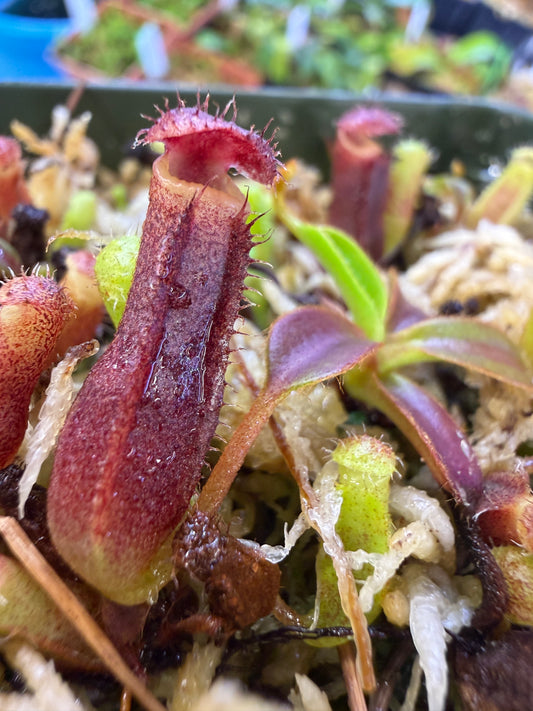 Nepenthes (veitchii x lowii BE 14) x edwardsiana