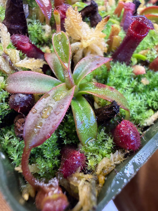 Nepenthes diatas x villosa Greenhouse-Bred Highland Hybrid (Small)