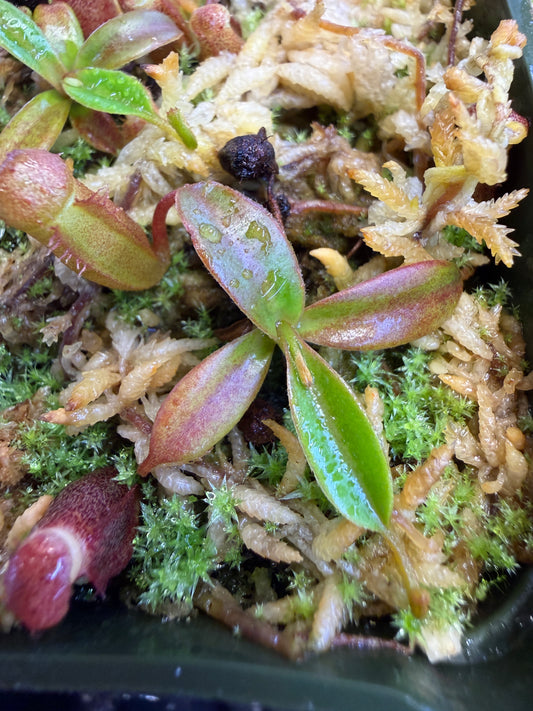 Nepenthes edwardsiana x jacquelineae Greenhouse-Bred Highland Hybrid (Small)