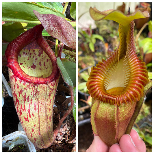 Nepenthes (peltata x truncata Giant) EP x villosa seed pack from Jeremiah's Plants