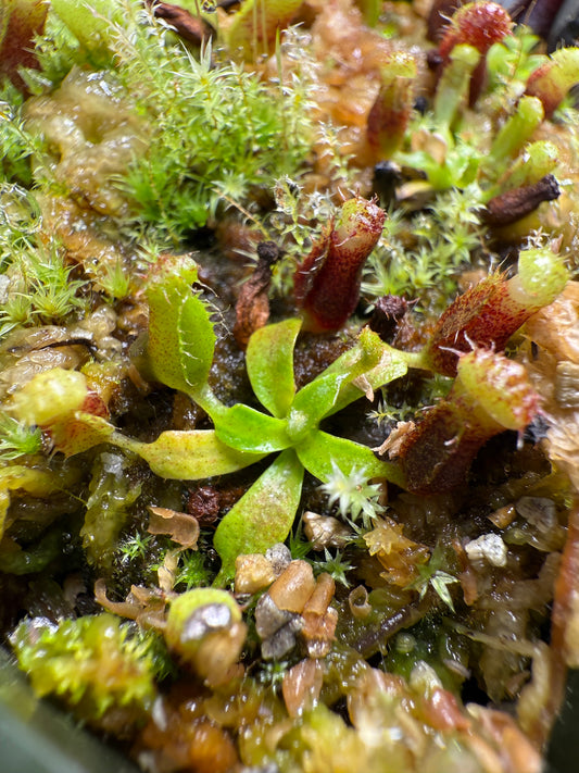 Nepenthes trusmadiensis x villosa