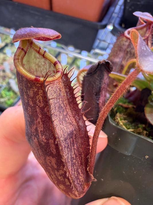 Nepenthes x spectabilis x rajah Greenhouse-Bred Highland Hybrid