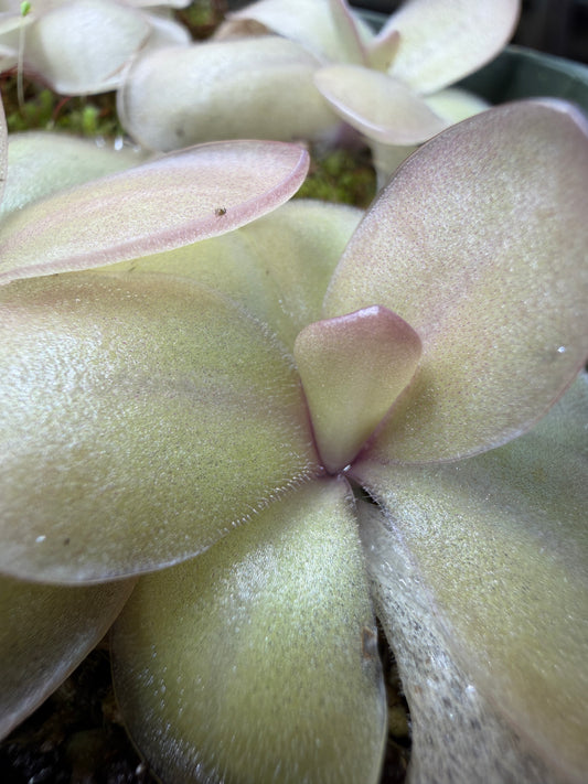 Pinguicula agnata x rectifolia