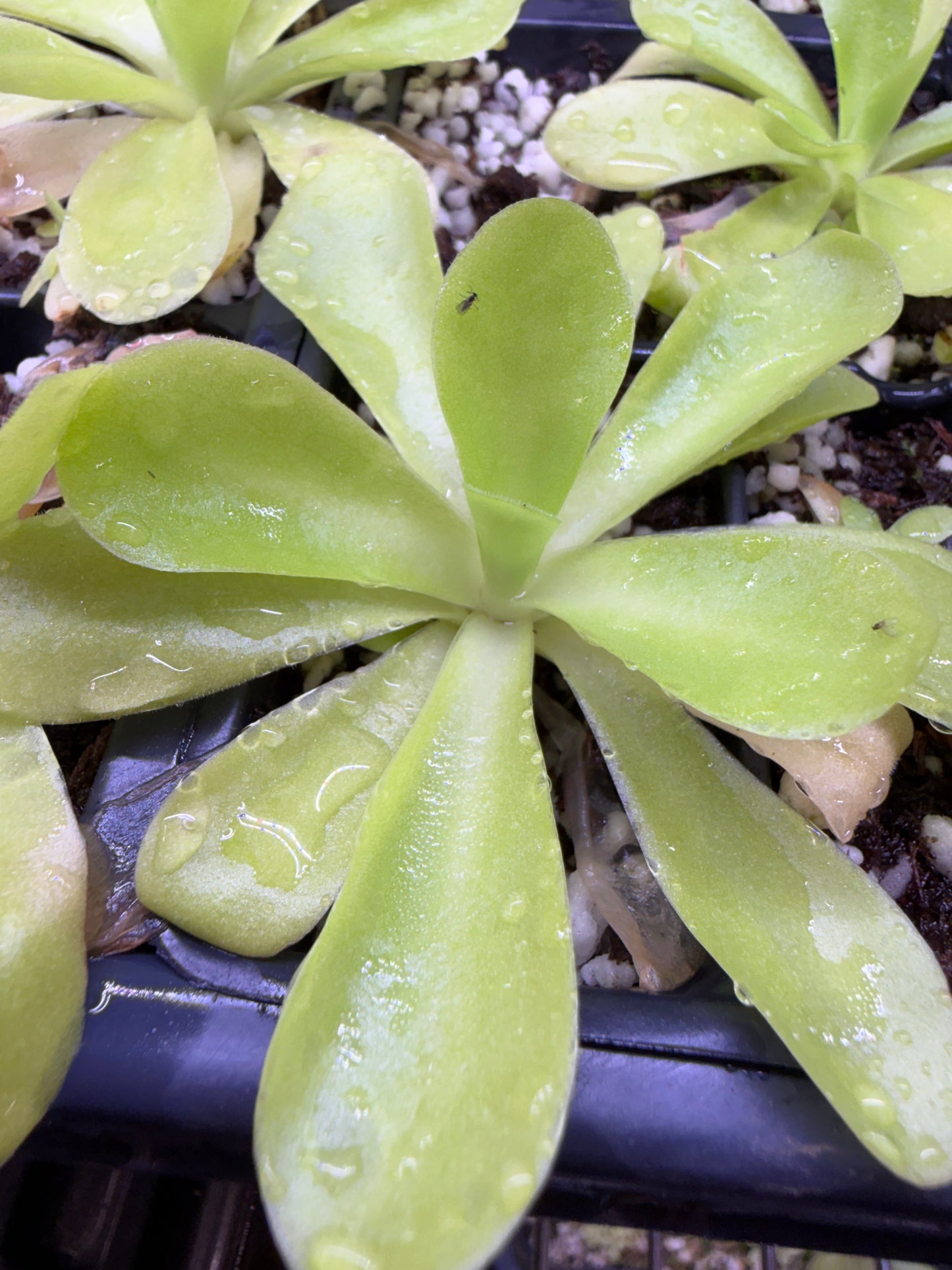Pinguicula agnata {Zimapan, Hidalgo, México} - Mexican Butterwort (Shipped Bare-Root)