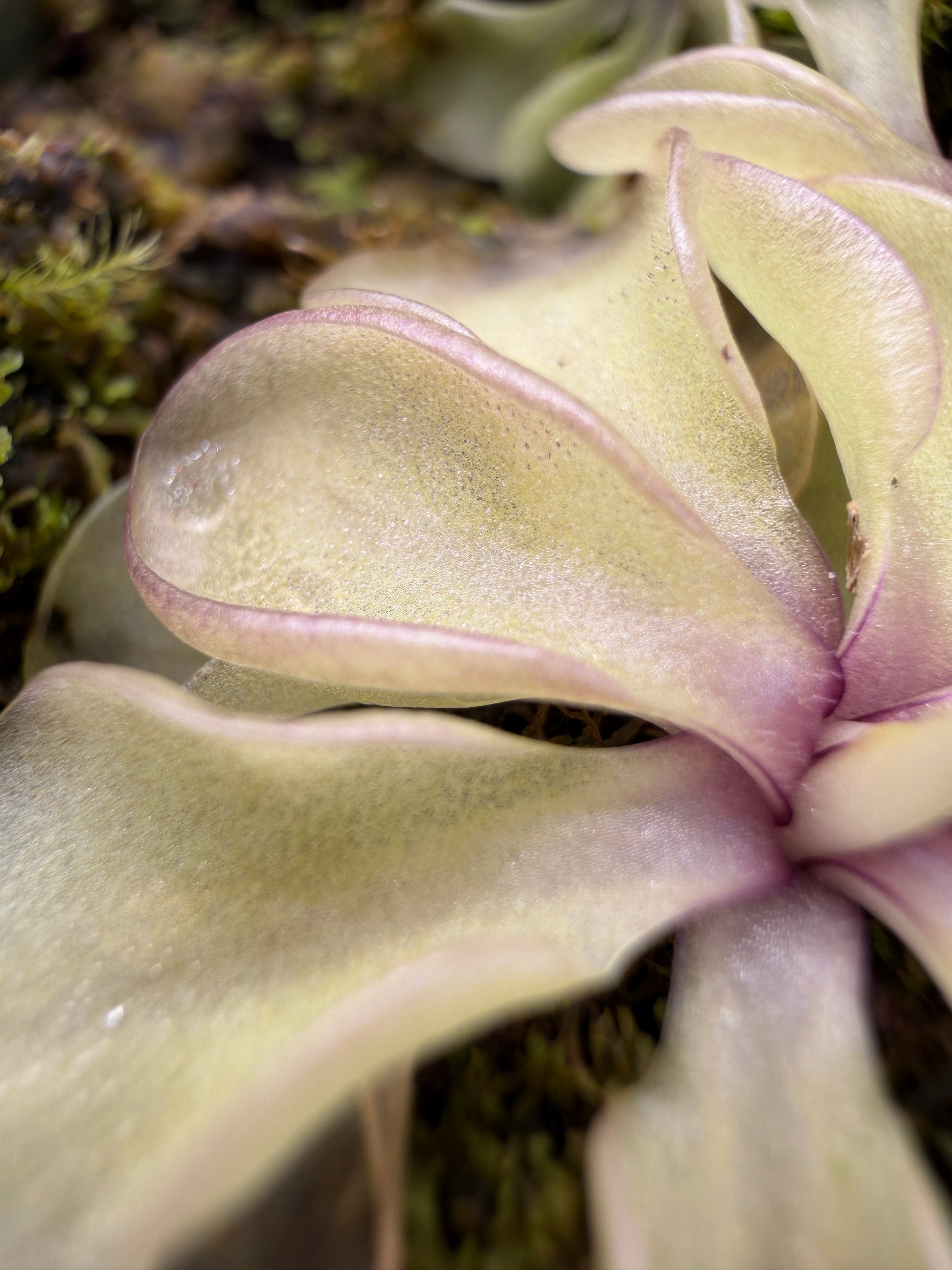 Pinguicula emarginata