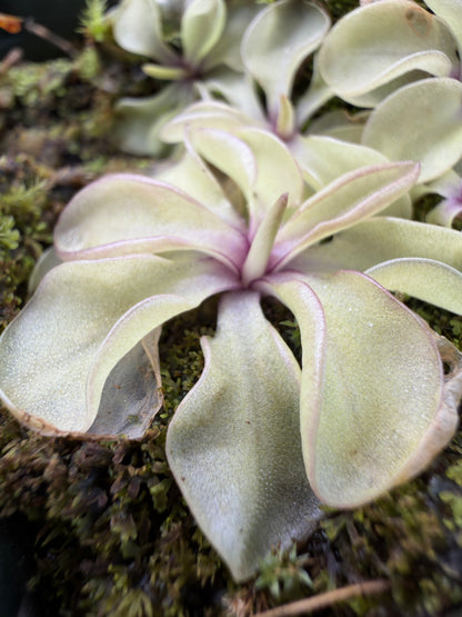 Pinguicula emarginata