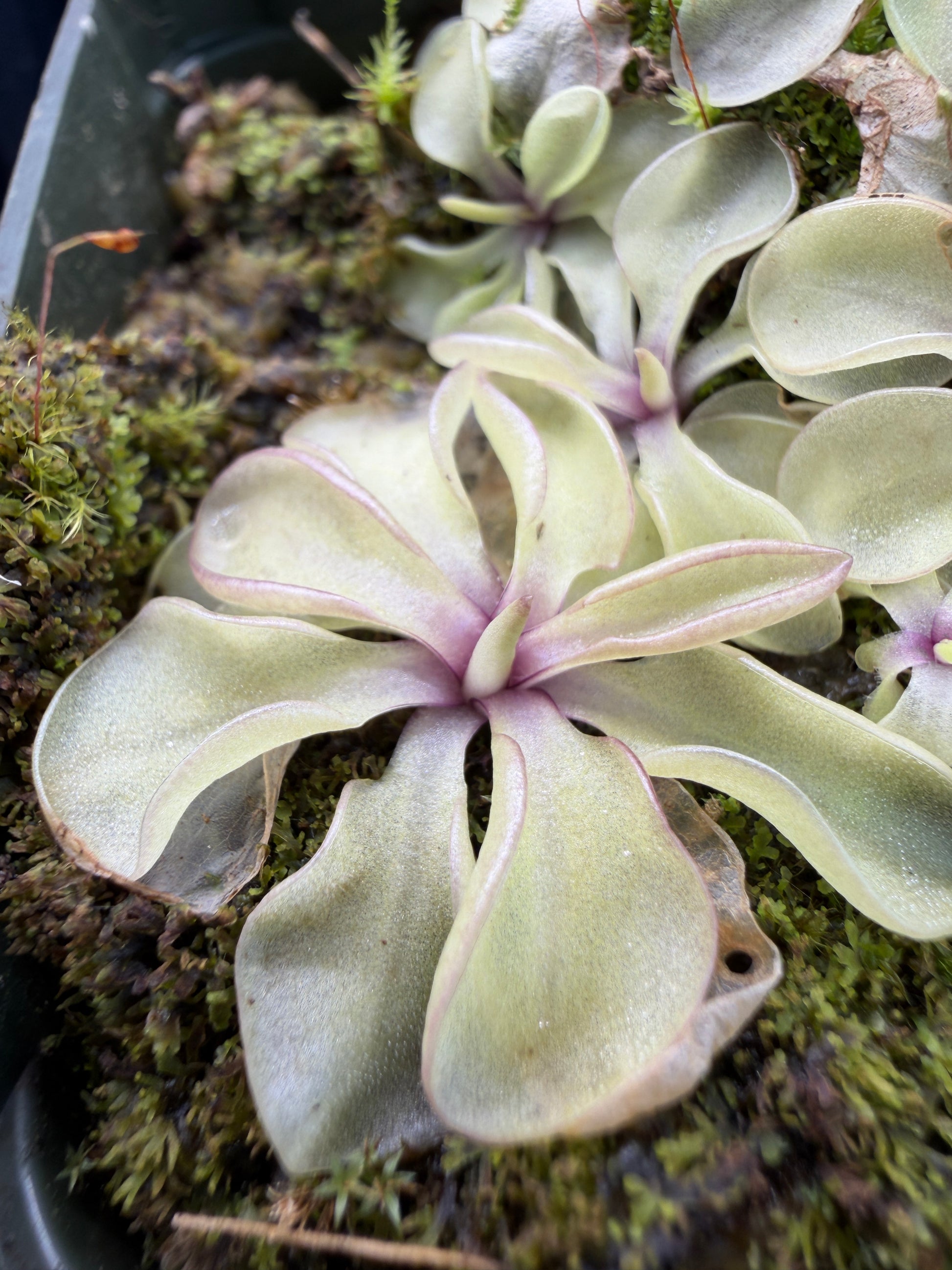 Pinguicula emarginata