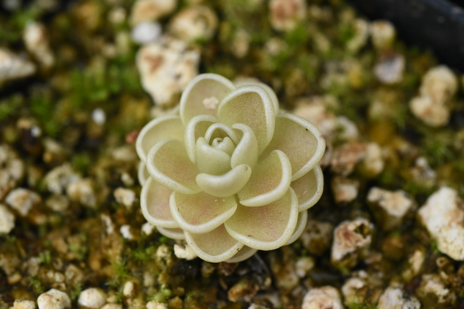Pinguicula esseriana Yucca Do 1717