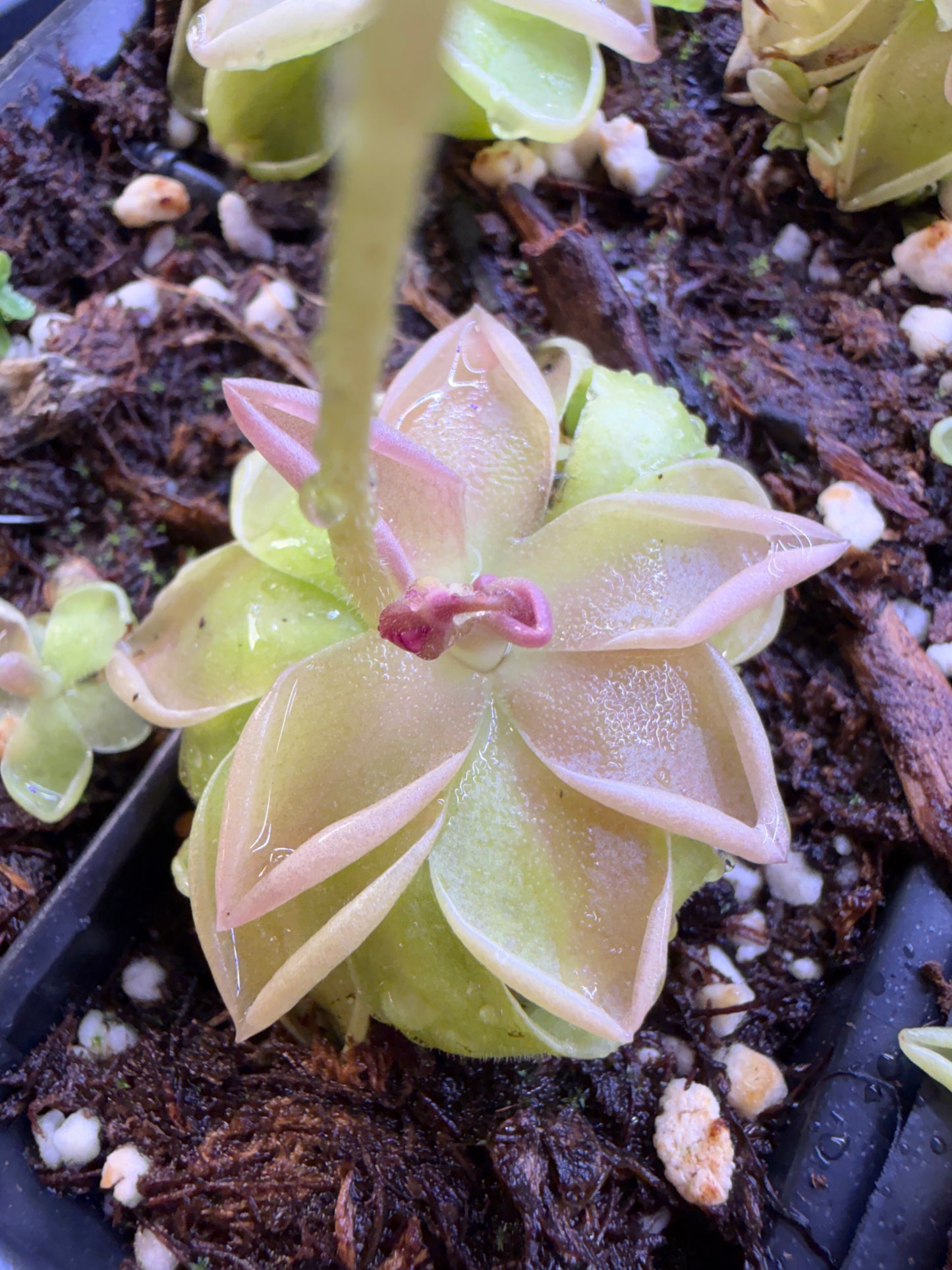 Pinguicula Estrellita - Mexican Butterwort (Shipped Bare-Root)