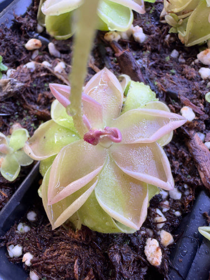 Pinguicula Estrellita - Mexican Butterwort (Shipped Bare-Root)