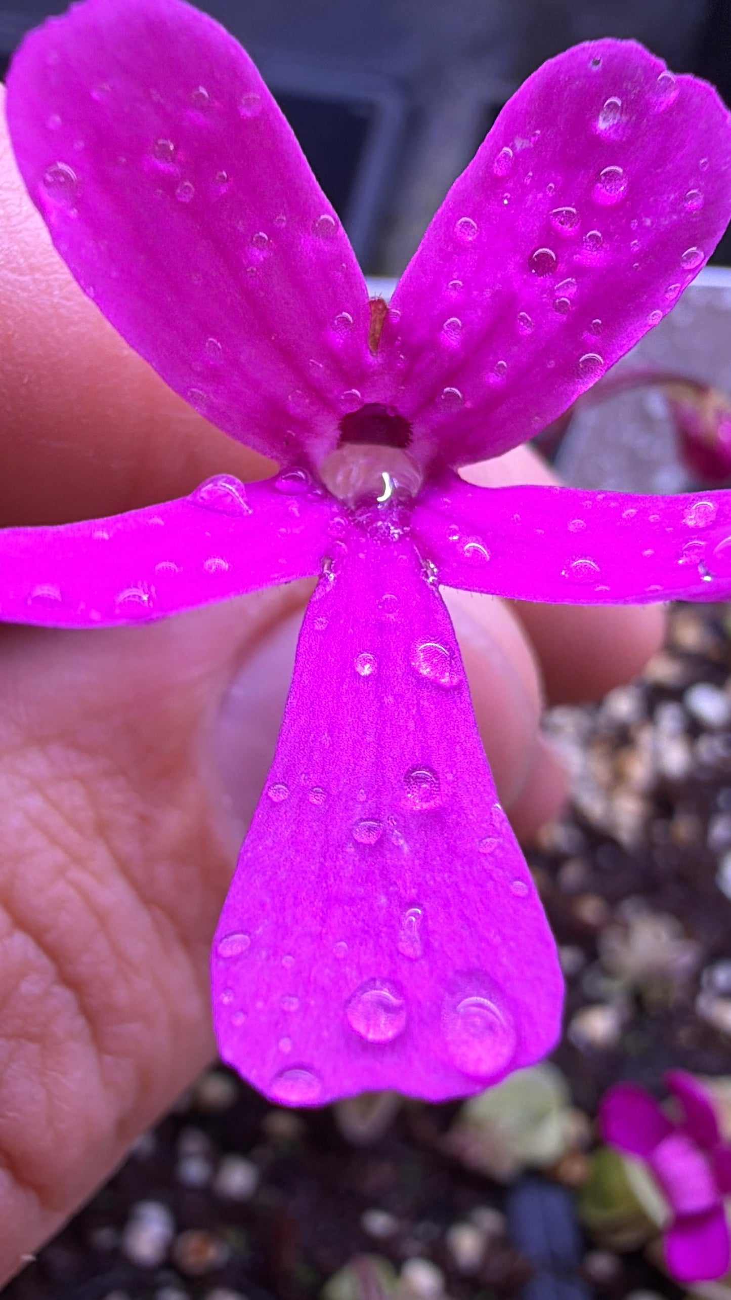 Pinguicula Estrellita - Mexican Butterwort (Shipped Bare-Root)