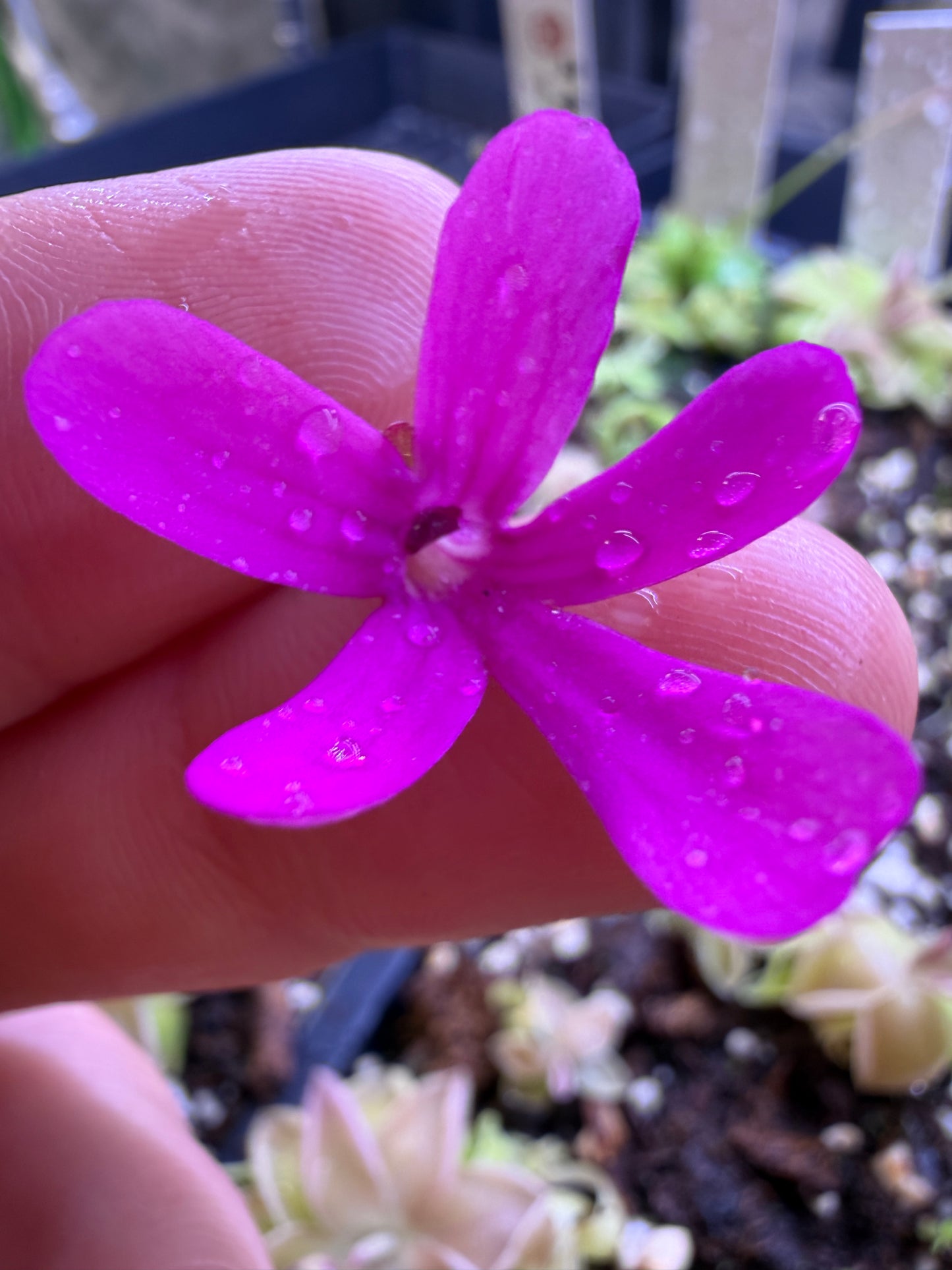 Pinguicula Estrellita - Mexican Butterwort (Shipped Bare-Root)