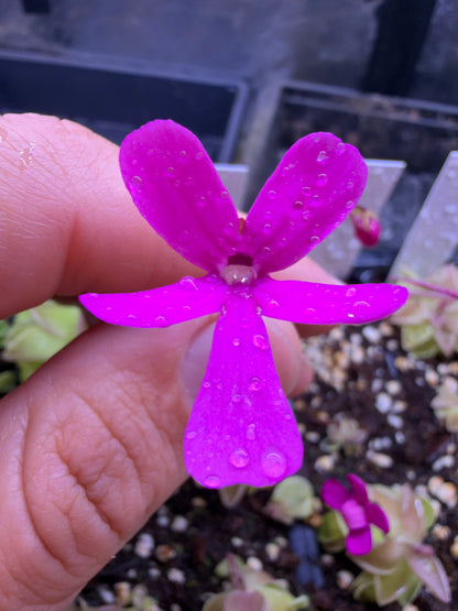 Pinguicula Estrellita - Mexican Butterwort (Shipped Bare-Root)