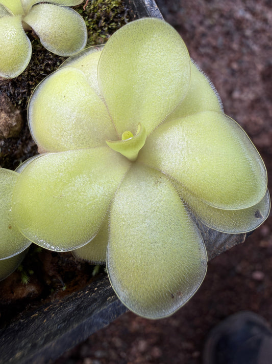 Pinguicula 'Gina' (P. zecheri x agnata) - Mexican Butterwort